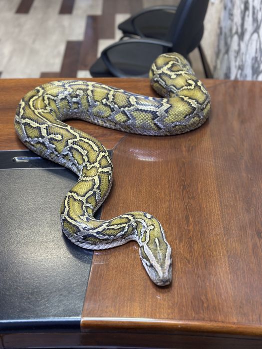 Тигровый Питон очень Крупный