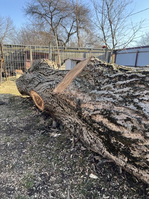 De vânzare trunchi nuc