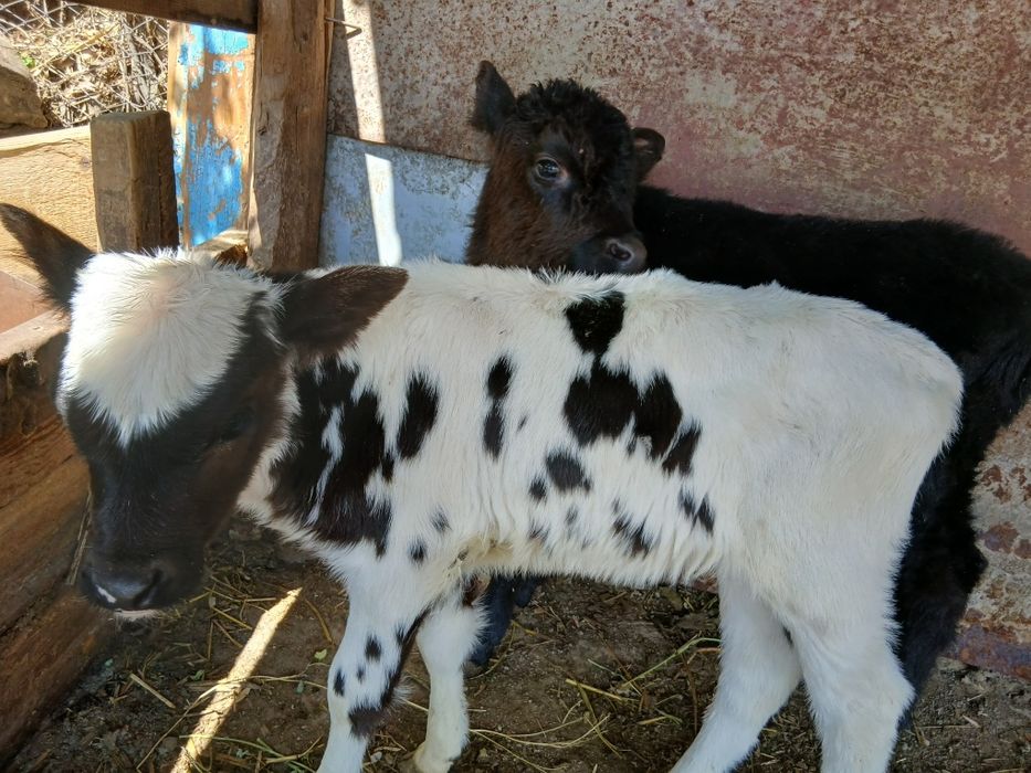 Продаются Телёнки