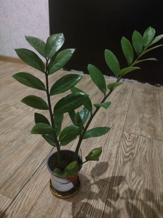 Продам комнатные цветы,укорененные