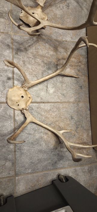 Vand 2 trofee cu coarne de ren f.rare.Vedeti cele 6 poze atasate  la anunt