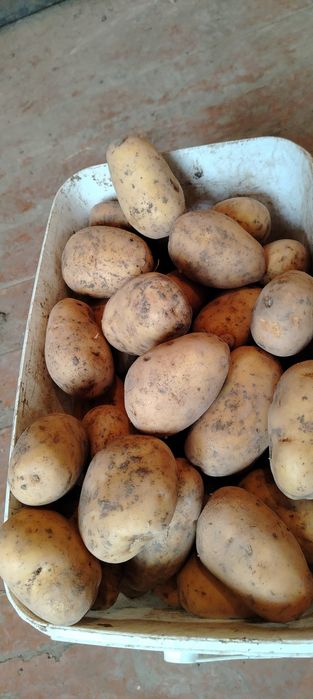 Продам картофель