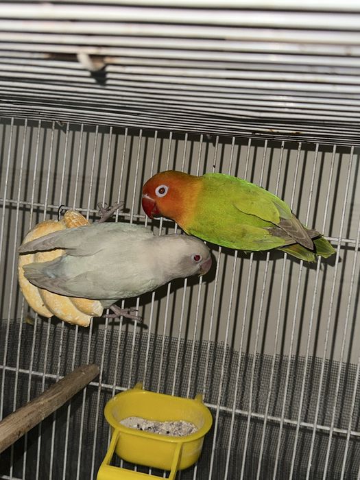 Qushlar sotiladi yaxshi sastiyanada