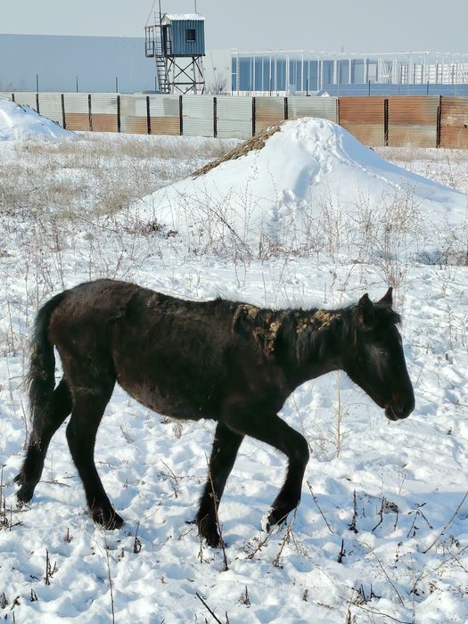 Жабағылар сатылады