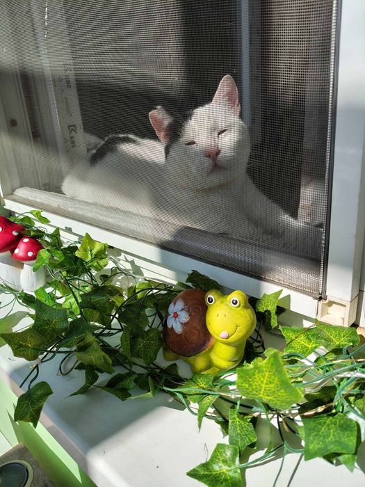 Животинска мъжка котка