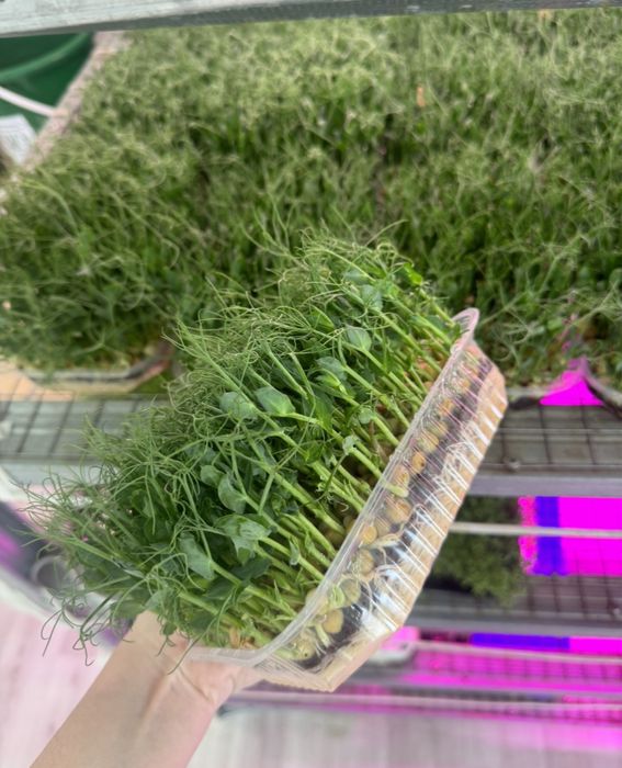 Микрозелен горох