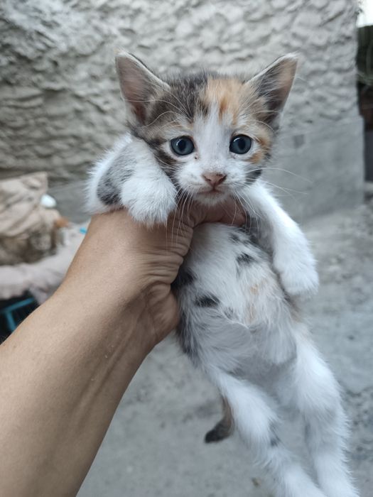 котята даром в добрые руки