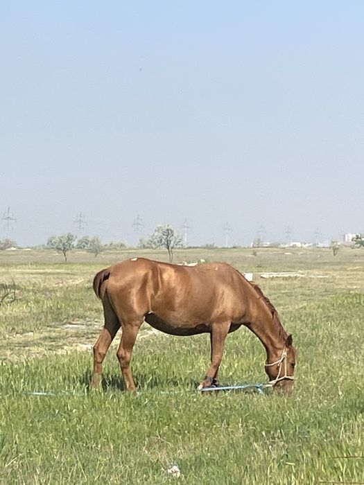 Жаксы бие сатылады