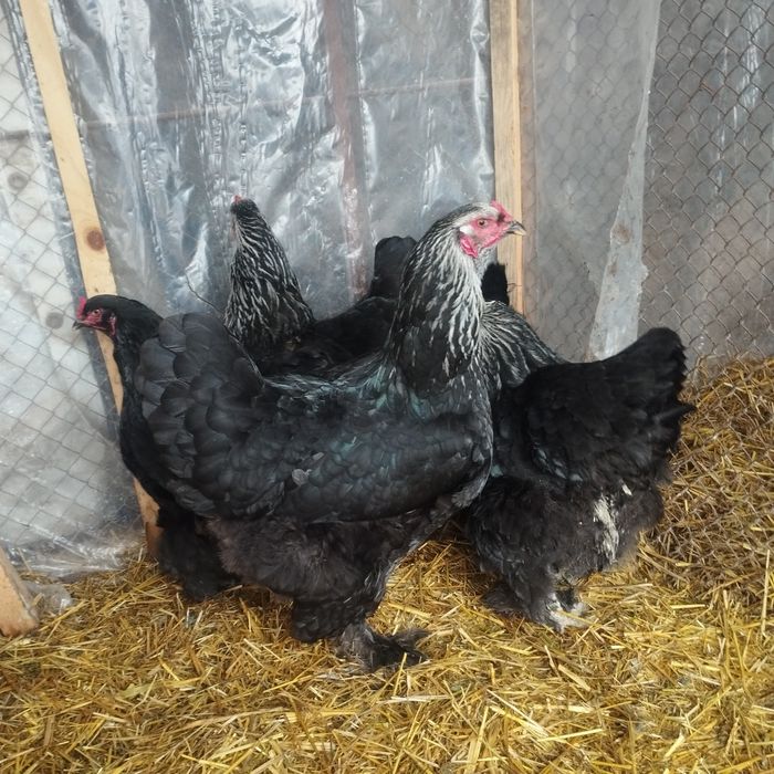 Продам куры домашние