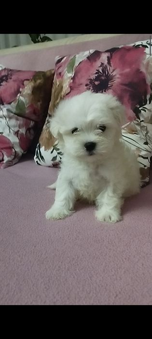 Bichon Maltez toy