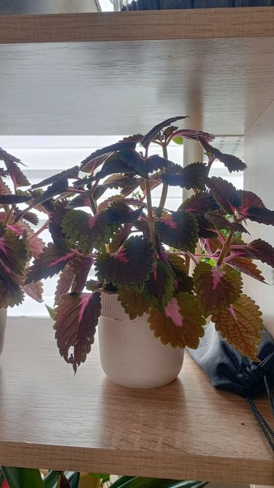 Комнатные цветы разные