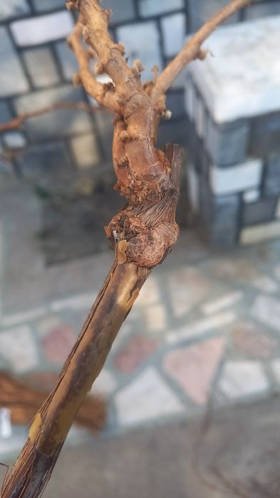 Butasi vita de vie anul 2 și anul 3