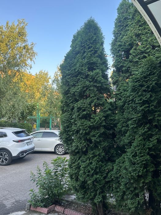 Туи Смарагд Европа продам