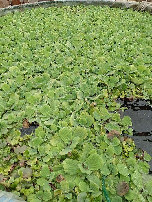.Pistia , Salata de Nil. Zambile amazoniene. Planta de apa,