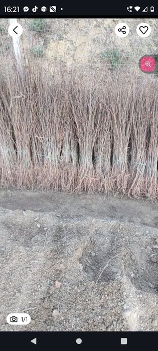 Vănd puieți tratați salcâm mestecă fag Brad molid plop pin Tei frasan