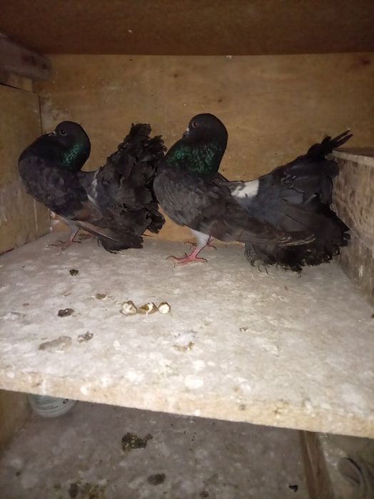 Голуби,кептер,павлины пара