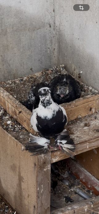 Сочи игровые тараз