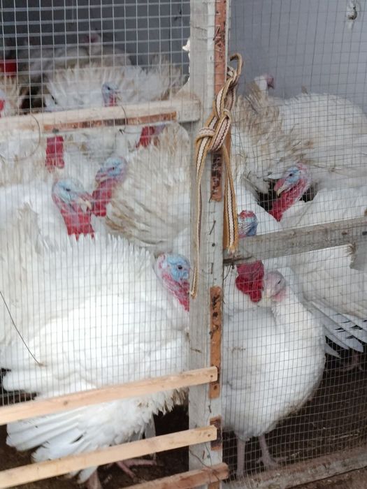 Kurka indyuk sotiladi 80tacha bor damashny boqlgan