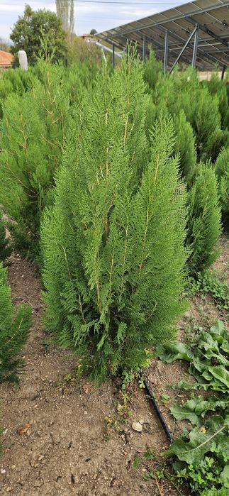 Туя източна ,смаракт 120-140 см.