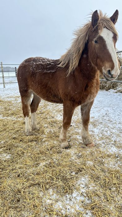 Продам жеребца .