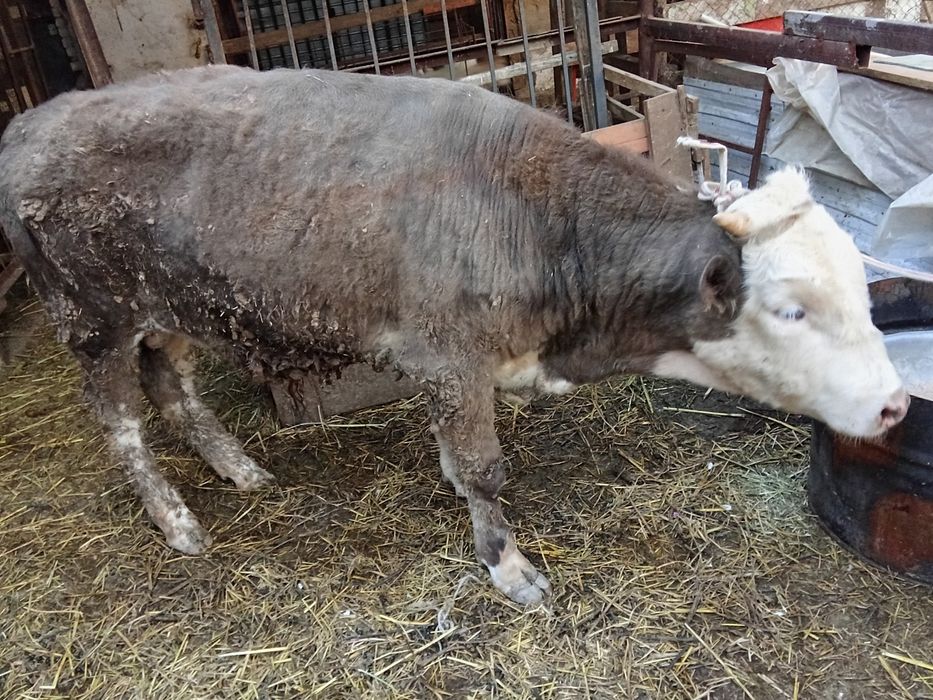 Бычок годовалый.