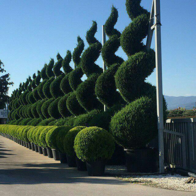 Ланшаф дизайнер тайор газон декаратив кучатлар екиш ва Шакил бериш