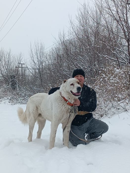 Ит сатылады  холка 85см Вес 65