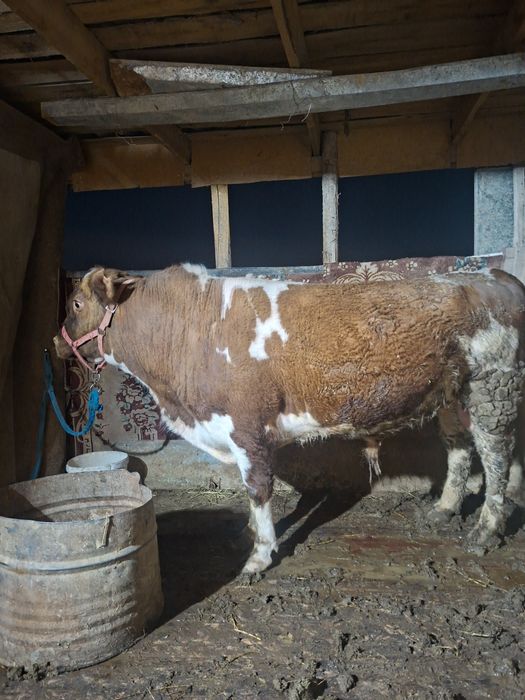 Продам откормленного быка