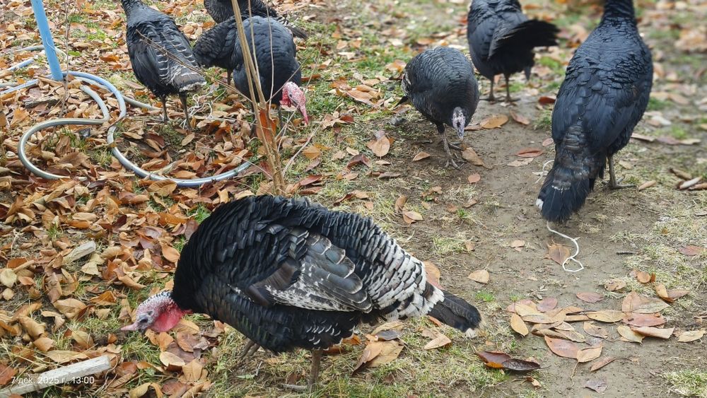 Kurka sotaman 6 ta xuroz 5 ta makiyon 450000 sum