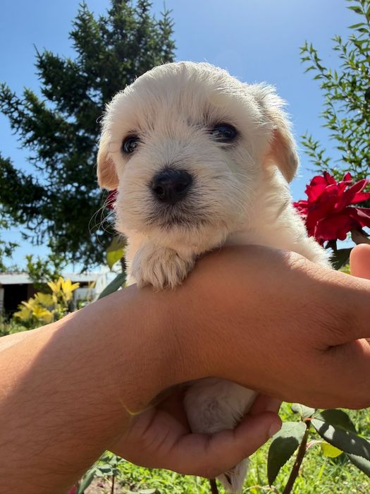 Bichon talie mica