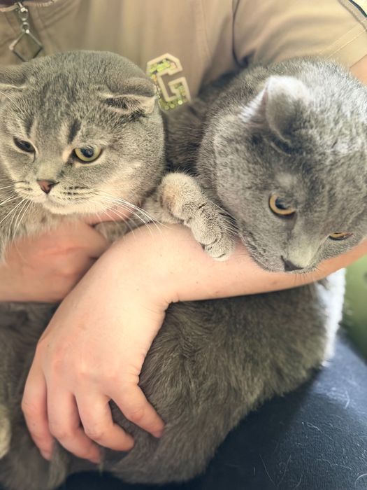 Британская короткошерстная