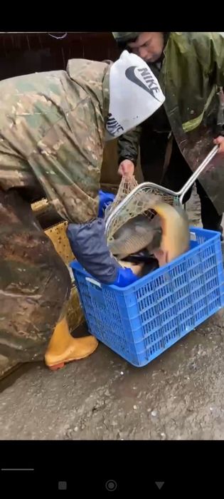 Балик 3+ рыба 3+