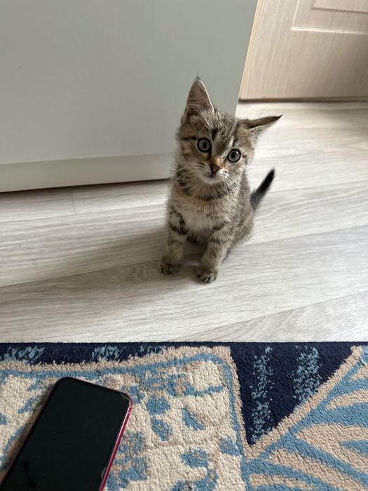 котенок отдам в хорошие руки