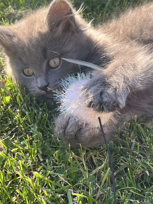 Котяткам нужна добрая семья!!!