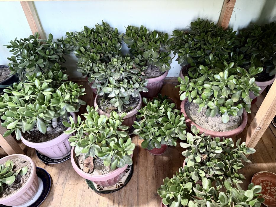 Денежное дерево. Большие и маленькие