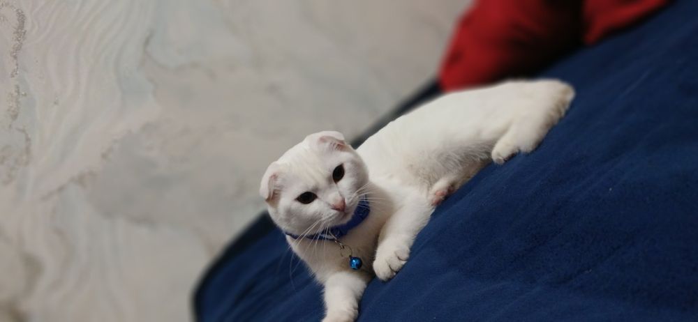 Uy mushugi xoxlaganlarga