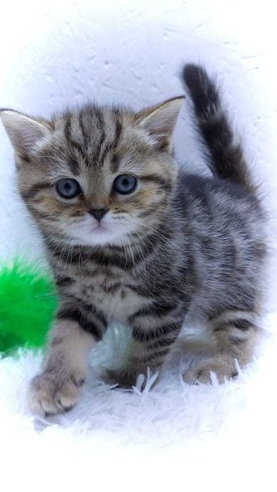 шотландцы серебристые .