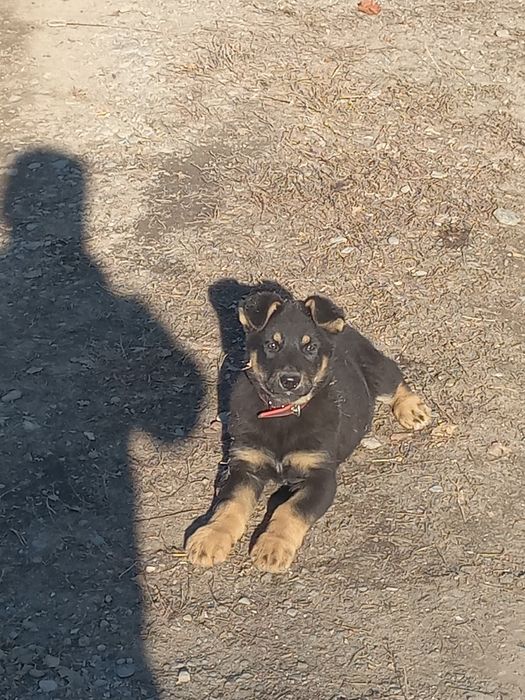 ВЕО еркек күшік 4-5 айлық