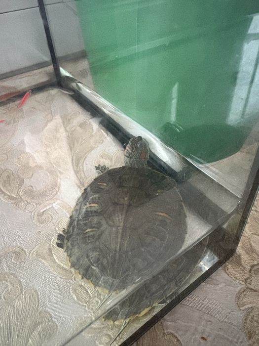 Продам черепаху