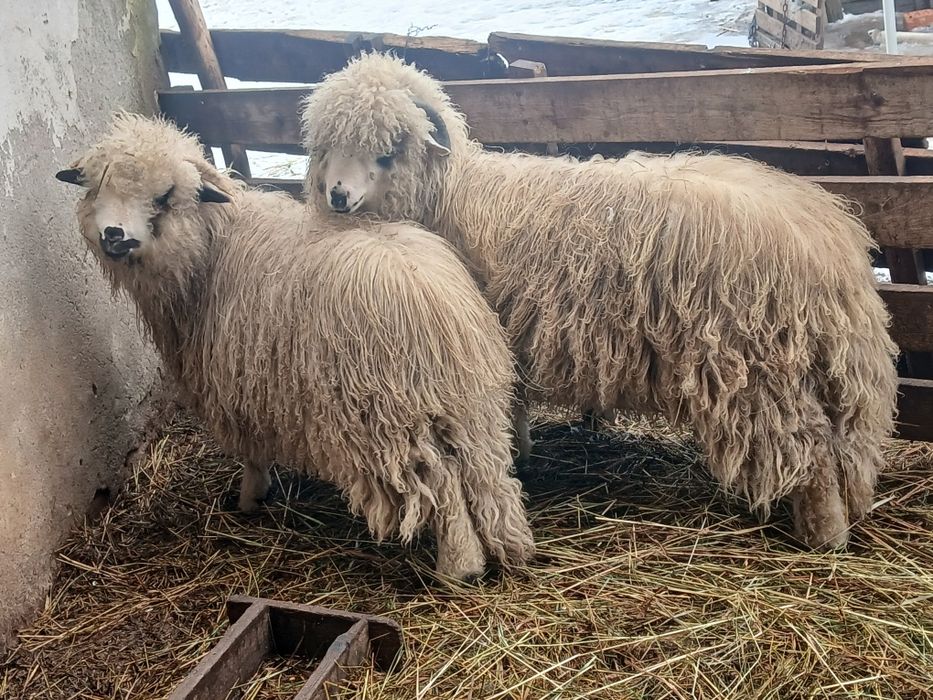 Vand 2 berbecuți de prasila