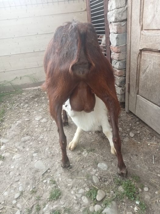 Vând o capră Murciano la prima fătare cu iadă sau sc  cu baloți