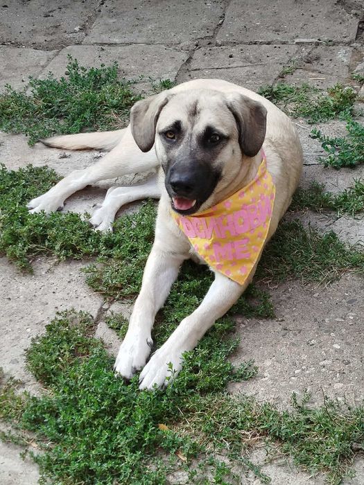 Подарявам младо женско куче