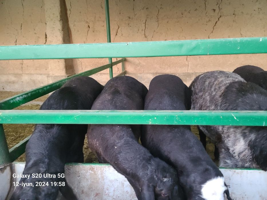 Qurbonlikka qõy sotiladi