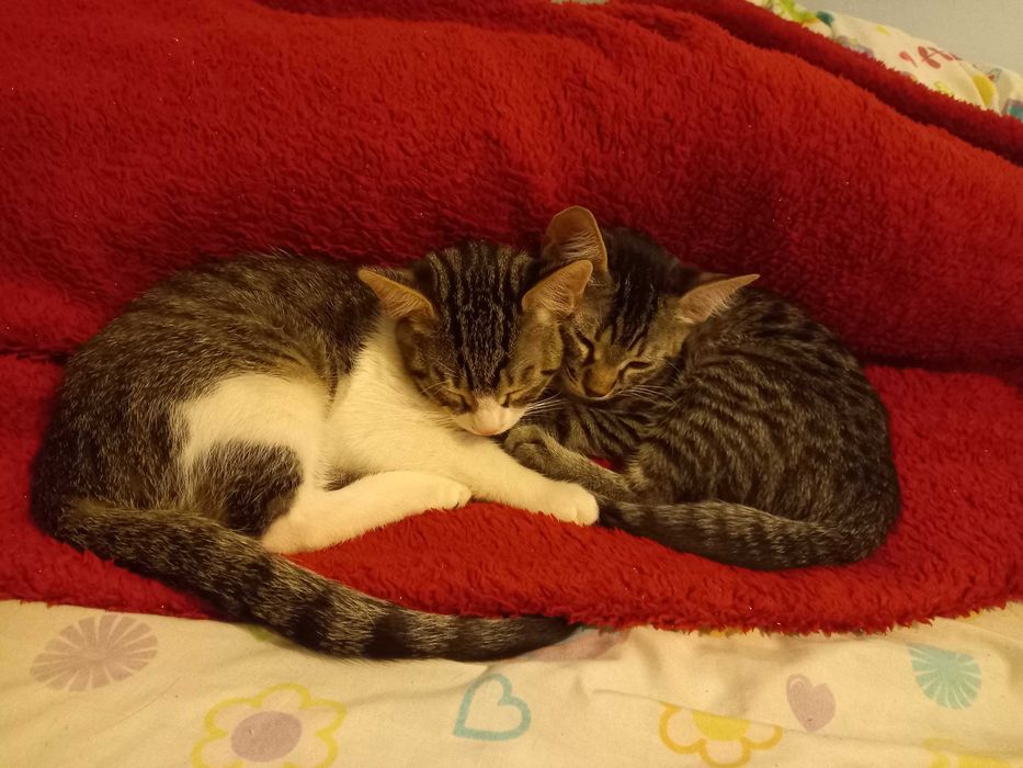 Adoptie pui de pisica