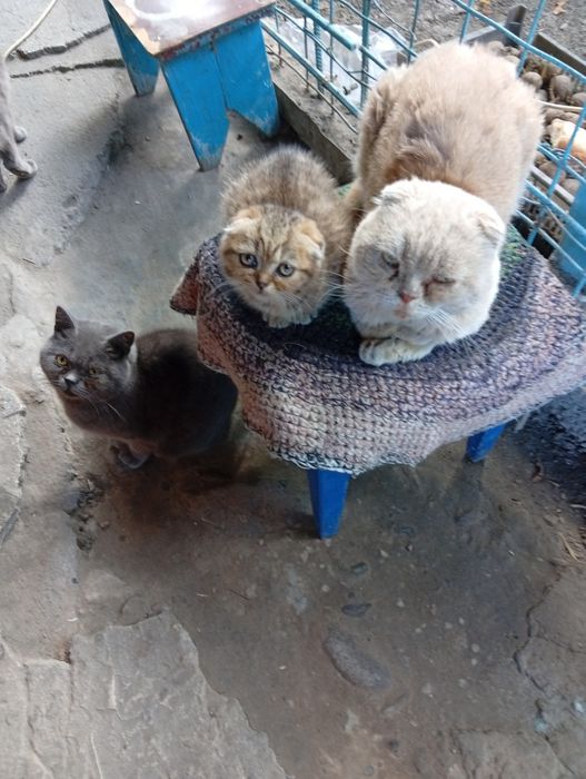 Продам шотландских котят