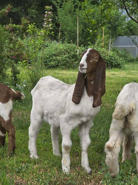 Козочки Камори Биталки!