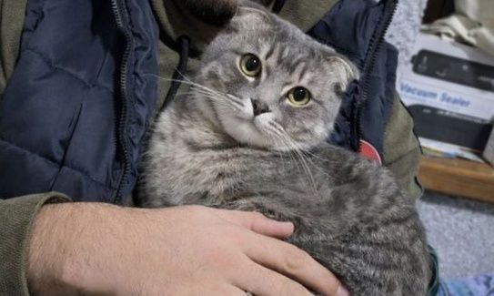 Продаётся Кот — шотландская вислоухая
