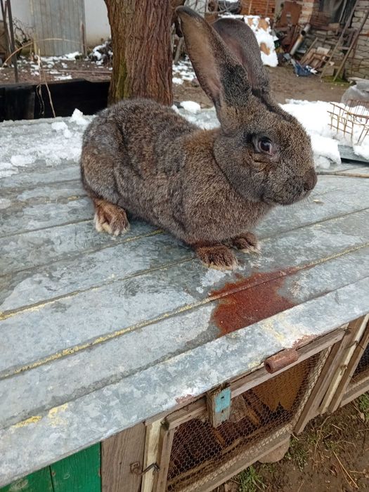 Зайци Белгийски великани