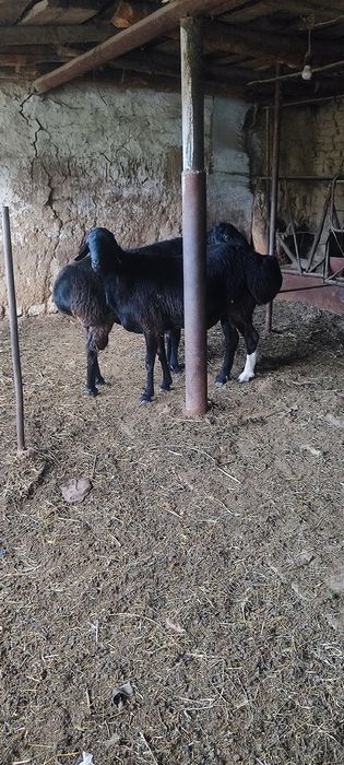 Кучкорлар сотилади