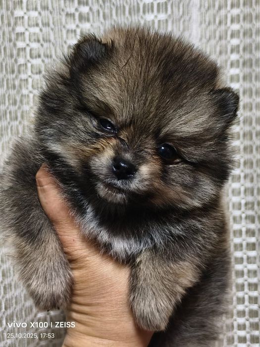 Очаровательные щенки шпица.